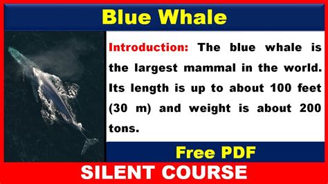 whale in English .